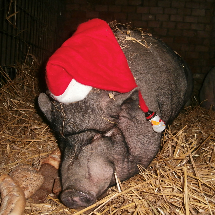 Spenden statt Geschenke ...