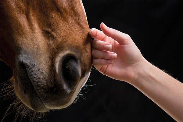 starhorse premium pferdenahrung